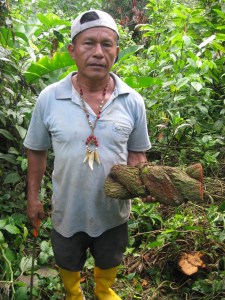 Don Luis and the cut vine