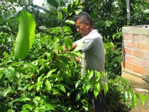 The leaves of the Diplopterys cabrerana are picked
