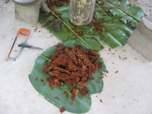 The shredded ayahausca vine