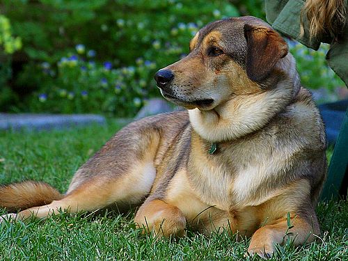 From http://www.public-domain-photos.com/ John Sullivan