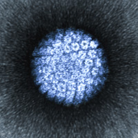 Papilloma-EM_Wiki_200px_hkl_IR